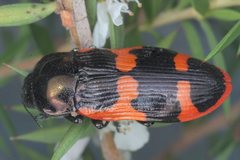 Castiarina bremei
