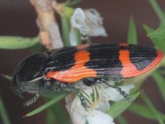 Castiarina bremei