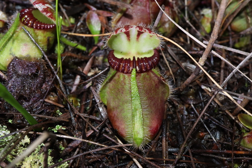 Image of Cephalotus follicularis by (c) Thomas Mesaglio, some rights reserved (CC BY)