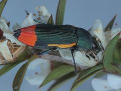 Castiarina kerremansi