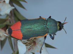 Castiarina kerremansi