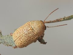 Cadmus calomeloides