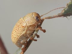 Cadmus calomeloides