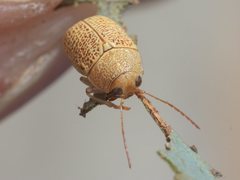 Cadmus calomeloides