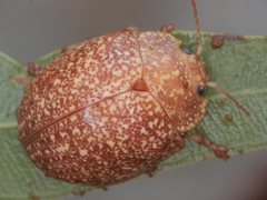 Paropsis variolosa