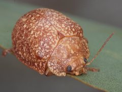 Paropsis variolosa