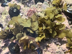 Sargassum incisifolium