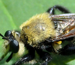 Laphria virginica