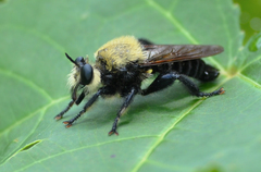 Laphria virginica