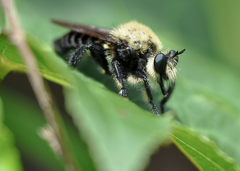 Laphria virginica