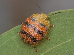 Paropsis obsoleta