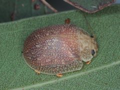 Paropsis intermedia