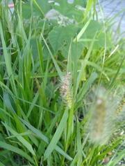 Setaria parviflora