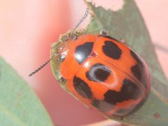 Paropsisterna octomaculata