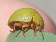 Paropsis rufitarsis