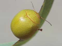 Paropsis rufitarsis