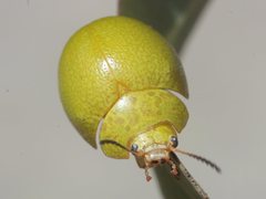 Paropsis rufitarsis