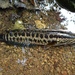 Blotched Snakehead - Photo (c) Tse Chung Yi, some rights reserved (CC BY-NC), uploaded by Tse Chung Yi