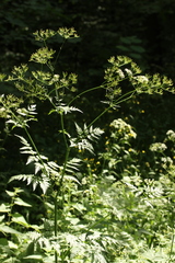 Anthriscus sylvestris