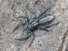 Ocrisiona leucocomis