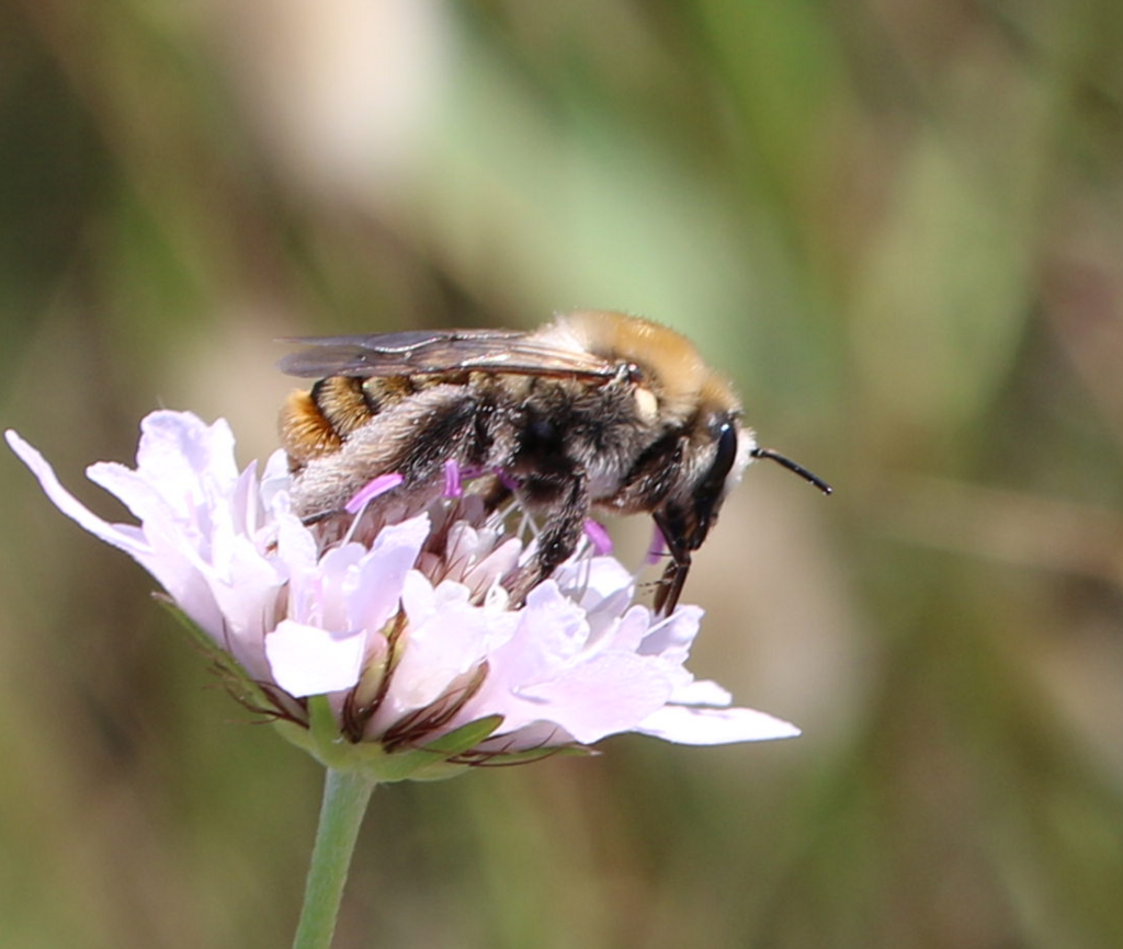 Silvery Pantaloon Bee