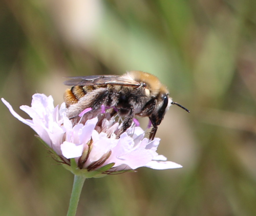 Silvery Pantaloon Bee