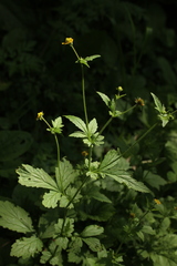 Geum urbanum