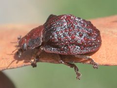 Trachymela papuligera