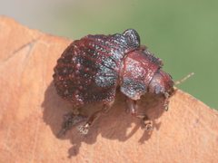 Trachymela papuligera