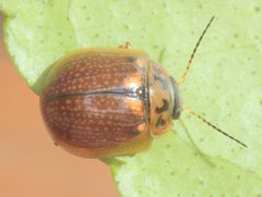 Paropsisterna agricola