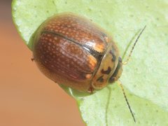 Paropsisterna agricola