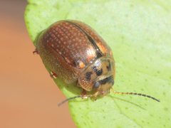 Paropsisterna agricola