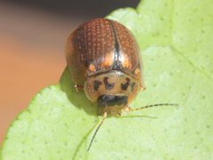 Paropsisterna agricola