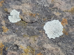 Protoparmeliopsis muralis