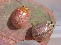 Paropsisterna decolorata