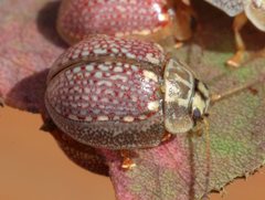 Paropsisterna decolorata