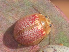 Paropsisterna decolorata