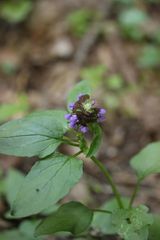 Prunella vulgaris