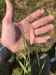 Dichanthelium microcarpon