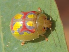 Paropsisterna gloriosa