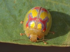 Paropsisterna gloriosa