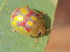 Paropsisterna gloriosa