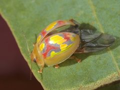 Paropsisterna gloriosa