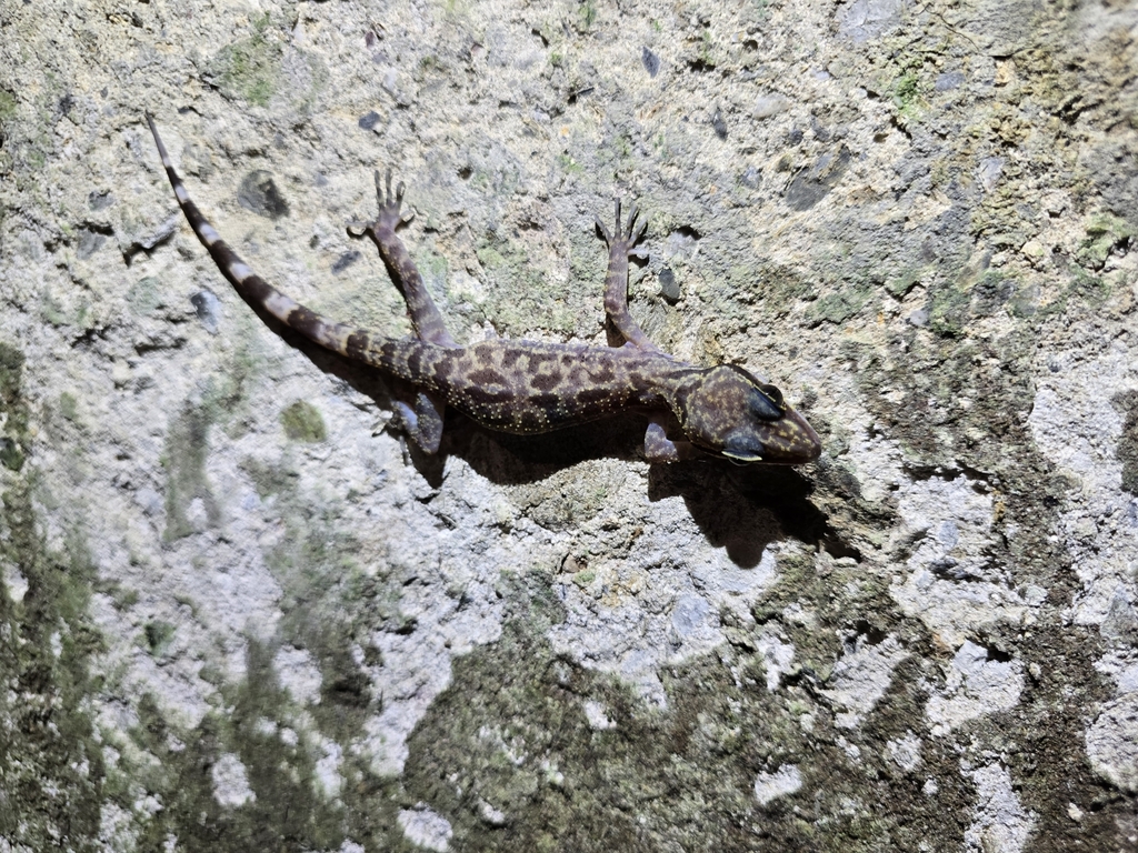 Hikida's Bow-fingered Gecko