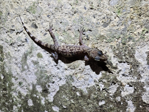 Hikida's Bow-fingered Gecko