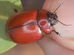 Paropsisterna rufobrunnea