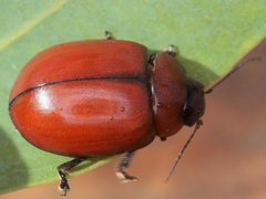 Paropsisterna rufobrunnea