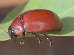 Paropsisterna rufobrunnea