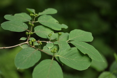 Lonicera xylosteum