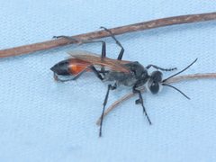 Podalonia tydei suspiciosa